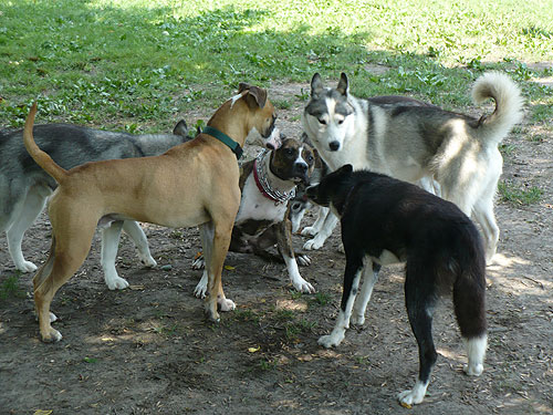 They are meeting a new comer named MayDay.