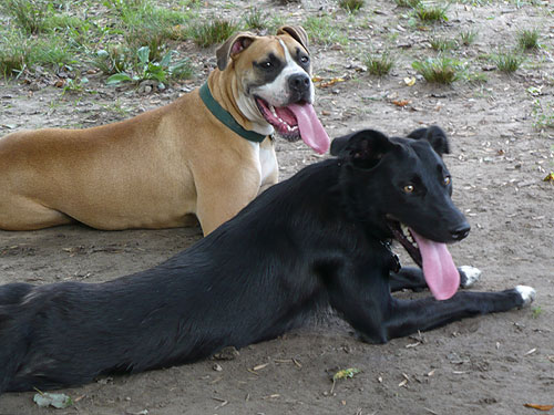 Rondo's new friend Cali the Border Collie mix.