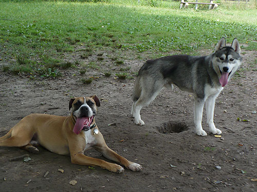 Rondo & Vince. Don't ask me what Vince is doing with his topline.