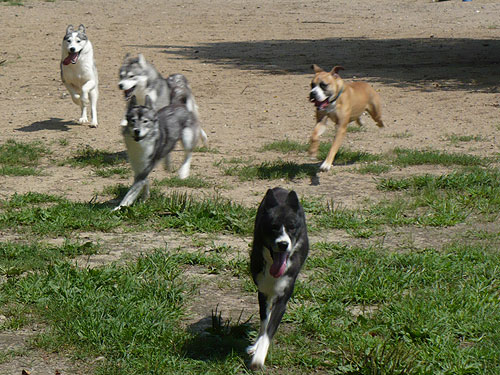 Virgil, Vince, Vale & Solo went to the park with their friend Rondo.