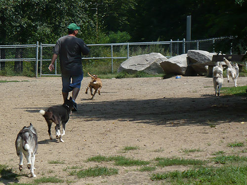 Adam getting the dogs to run around.