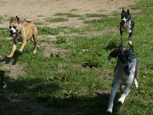 Rondo is as fast as these Siberian Huskies!