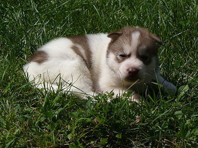 Dug at 3 weeks of age.