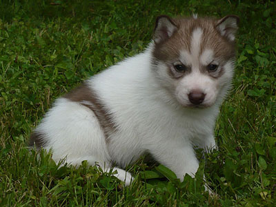 Dug at 4 weeks of age.