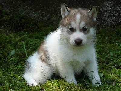 Dug at 5 weeks of age.