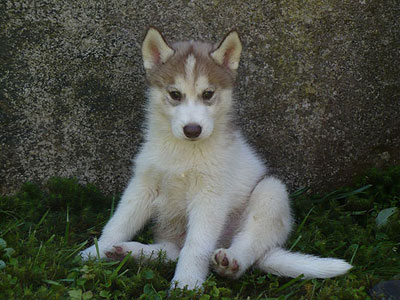 Dug at 7 weeks of age.