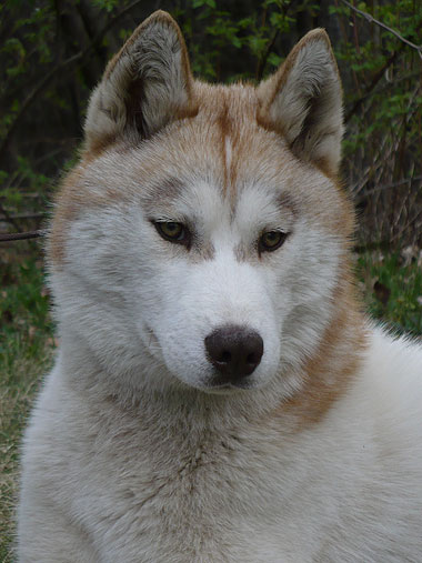 Dug at 9 months old.