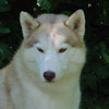 Ember at 6.5 years of age.