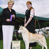 Ember taking Winners Dog for a 3 pt major under breeder judge Jean Fournier.