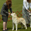 Ember in the Bred By class at the YSHC Specialty show.