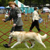 Ember in the Bred By class at the YSHC Specialty show.