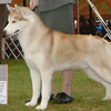 Ember taking Winners Dog.