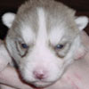 Ember at 2 weeks of age.