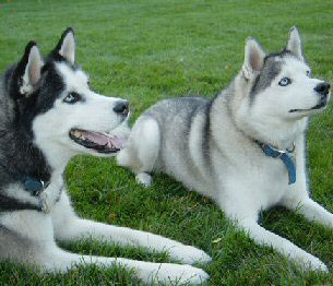 Juneau & Aspen...proudly bred by us.
