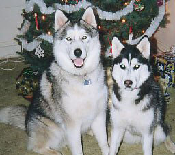 Kodi & Kayla...proudly bred by us.