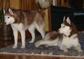 Shiloh & Cierra...proudly bred by us.