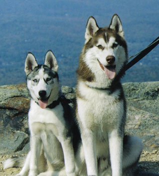 Tikaa & Suka...proudly bred by us.