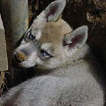 Gynger at 7 weeks of age.