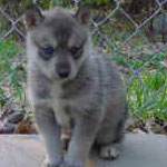 Gynger at 4 weeks of age.