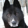 Homer at 4 years of age.