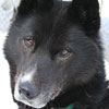 Homer at 4 years of age.