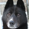 Homer at 4 years of age.