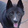 Homer around 2 years of age.