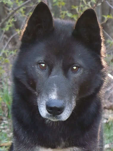 Homer at 6.5 years old.