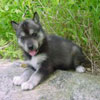 Jadis at 4 weeks of age.