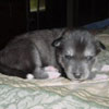 Jadis at 2 weeks of age.