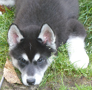 Joker at 10 weeks of age.