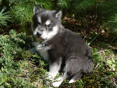 Joker at 4weeks of age.