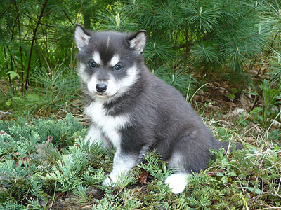 Joker at 5 weeks of age.