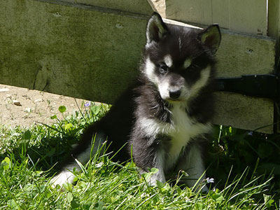 Joker at 6 weeks of age.