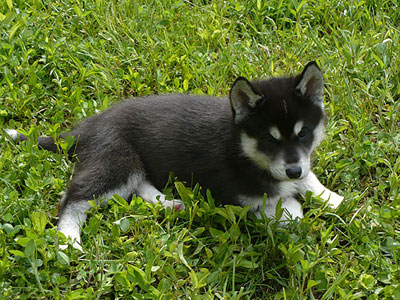 Joker at 7 weeks of age.