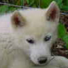 Kasper at 8 weeks of age.