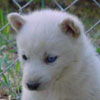 Kasper at 4 weeks of age.