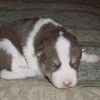 Kermit at 2 weeks of age.