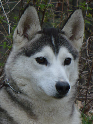 Lance at 2 years old.