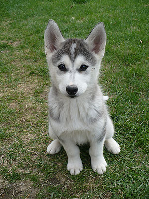 Lance at 12 weeks of age.