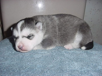 Lance at 1 week old.