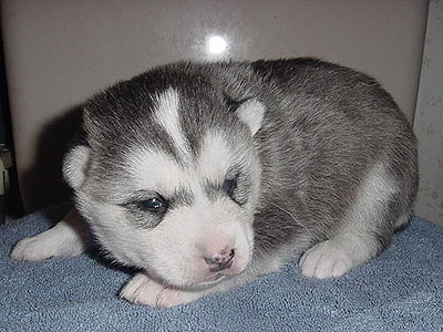 Lance at 2 weeks of age.