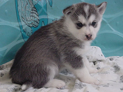 Lance at 4 weeks of age.