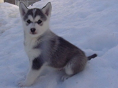 Lance at 6 weeks of age.