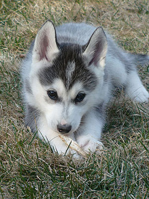 Lance at 8 weeks of age.