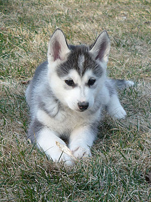 Lance at 8 weeks of age.