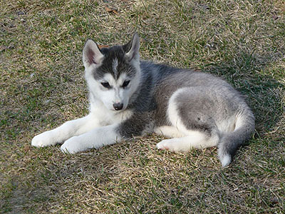 Lance at 8 weeks of age.