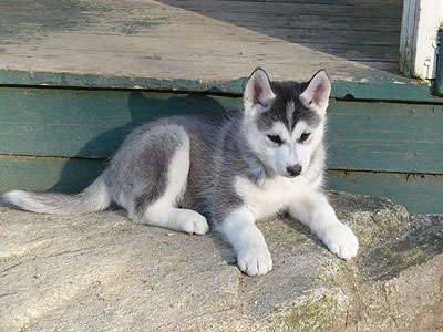 Lance at 8 weeks of age.