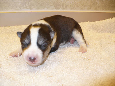 Layla at 1 week old.