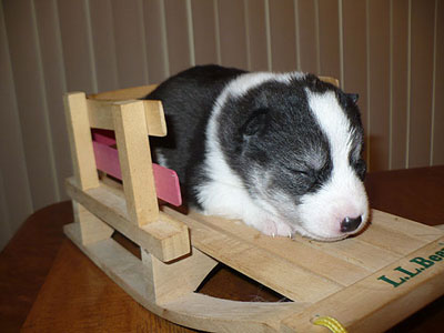 Layla at 2 weeks of age.